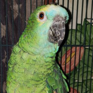 Meet your Posher, Owlbert